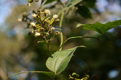 Clematis hedysarifolia